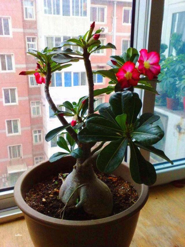 沙漠玫瑰花形似小喇叭，红色，非常艳丽，灿烂似锦，四季开花不断