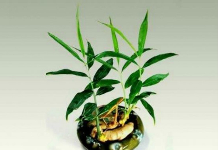 盆栽花生 w700d1q75cms.jpg