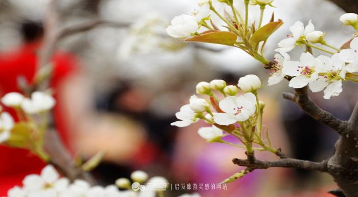 探秘，青县盘古寺