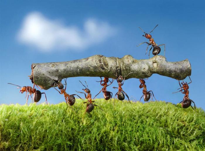 假如：蚁后死亡后，蚂蚁群是怎么再“选举”出蚁后的？