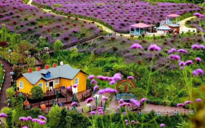 黔北花海7月14日开园，跟重姐探秘紫色花海