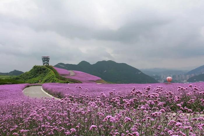 黔北花海7月14日开园，跟重姐探秘紫色花海