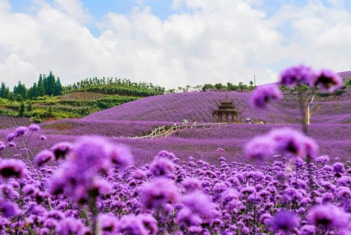 黔北花海7月14日开园，跟重姐探秘紫色花海