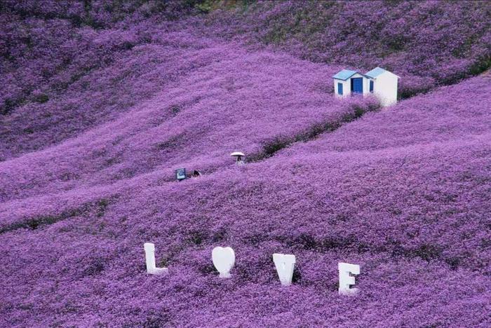 黔北花海7月14日开园，跟重姐探秘紫色花海