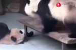 女孩的小jiojio,女孩子的jiojio 怎么会有这么臭的脚!大熊猫被自己的jiojio熏疯 表情失控