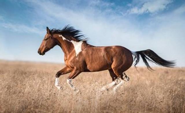 古代千里马到底能跑多快？日行千里的马是这样训练出来的！