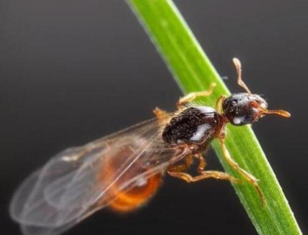 假如：蚁后死亡后，蚂蚁群是怎么再“选举”出蚁后的？
