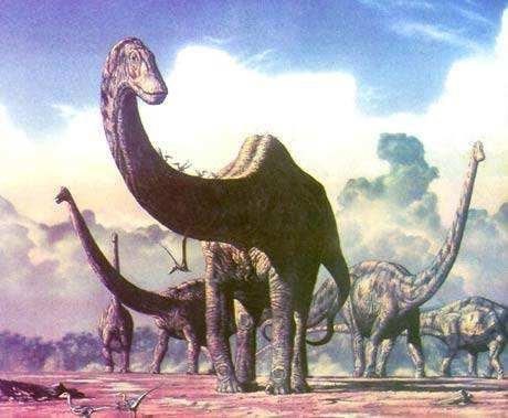 恐龙那么大的身体, 那么小的脑袋证明恐龙很笨吗?