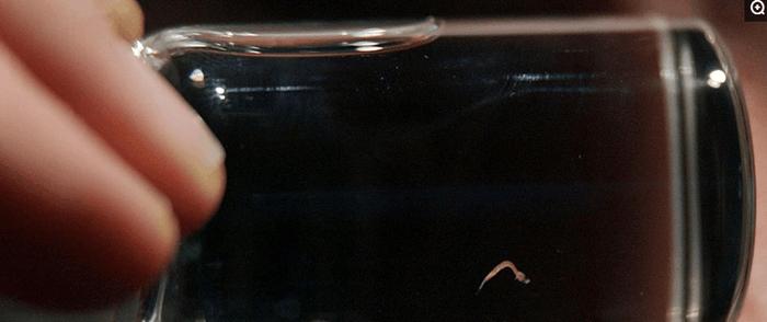 世界上最小的鱼——胖婴鱼, 网友调侃: 对得起胖这个字吗