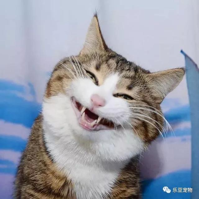 猫坚强，双腿残疾的猫咪不但不内向，反倒是快乐的表情包让它大火