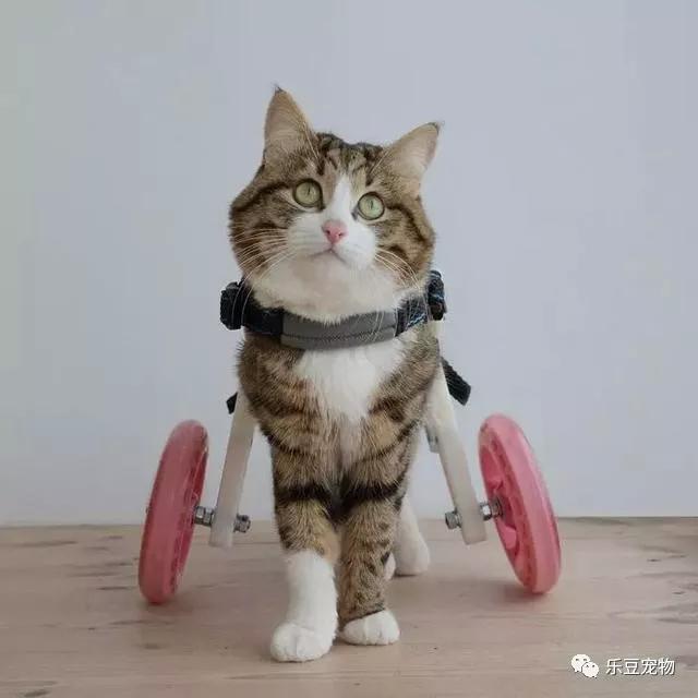 猫坚强，双腿残疾的猫咪不但不内向，反倒是快乐的表情包让它大火