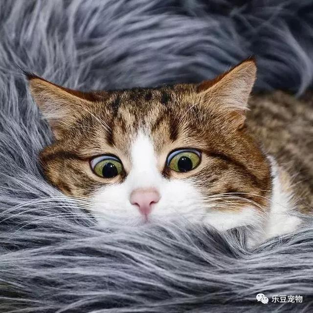 猫坚强，双腿残疾的猫咪不但不内向，反倒是快乐的表情包让它大火