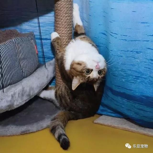 猫坚强，双腿残疾的猫咪不但不内向，反倒是快乐的表情包让它大火