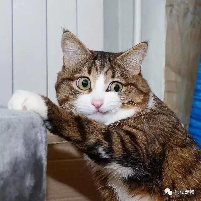 猫坚强，双腿残疾的猫咪不但不内向，反倒是快乐的表情包让它大火