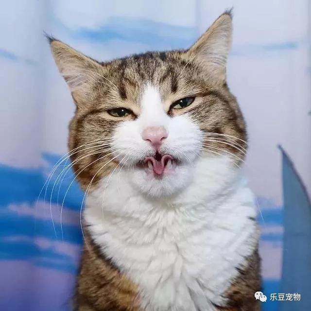 猫坚强，双腿残疾的猫咪不但不内向，反倒是快乐的表情包让它大火