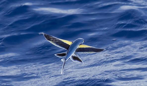《山海经》记载的一种鱼，长着翅膀会飞还能发光，到底是什么？
