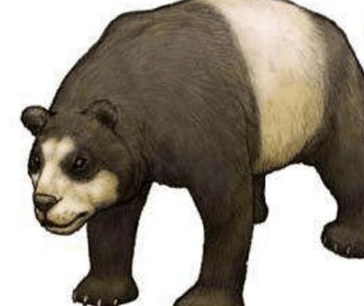 地球上第一只大熊猫是什么时候出现的? 原来外国曾经也有大熊猫