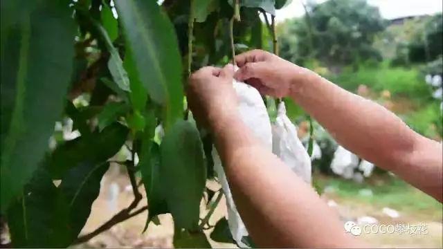 攀枝花芒果 圈来国际粉无数