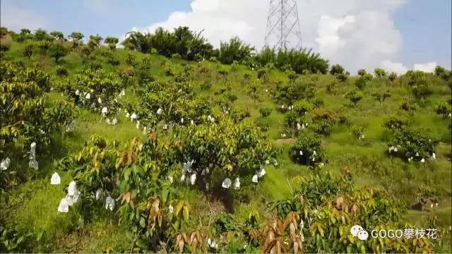 攀枝花芒果 圈来国际粉无数