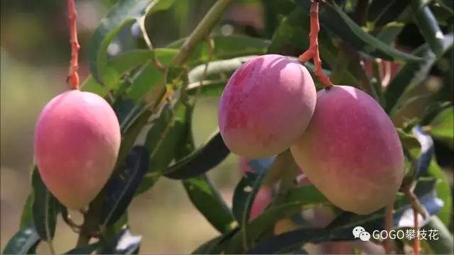 攀枝花芒果 圈来国际粉无数