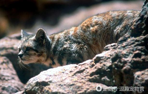 全球最稀有的猫—山原猫 又称最哀伤的猫 大家看它的表情就知道了