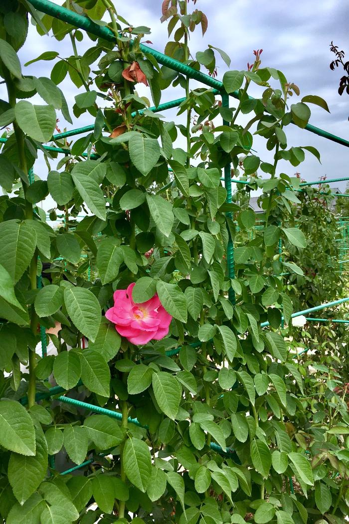 灵秀湖北 茶圣故里天门好玩二日游