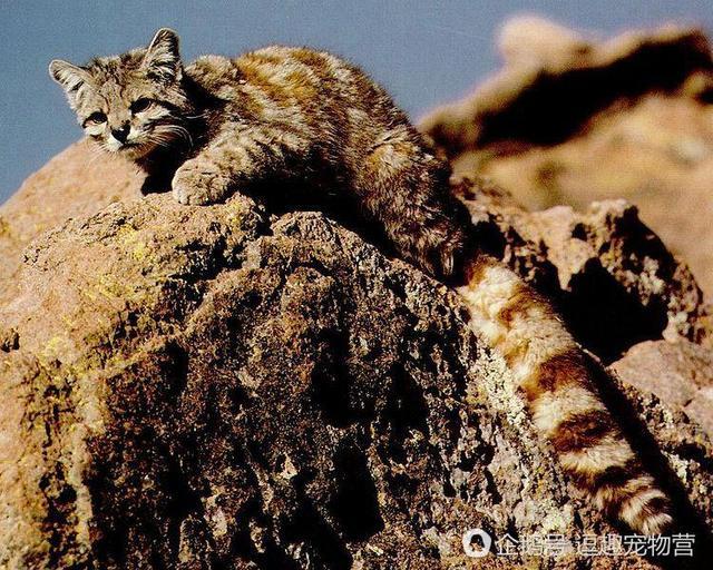 全球最稀有的猫—山原猫 又称最哀伤的猫 大家看它的表情就知道了