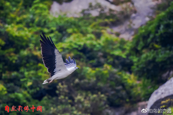 美国国鸟吃什么食物 被人类吃灭绝的动物有哪些
