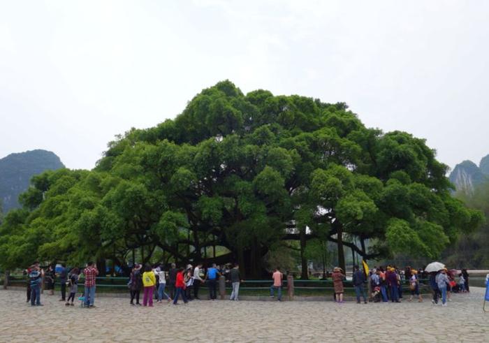 中国最值钱的一棵树，每年靠吸引游客赚上千万，当地人拜它为干妈