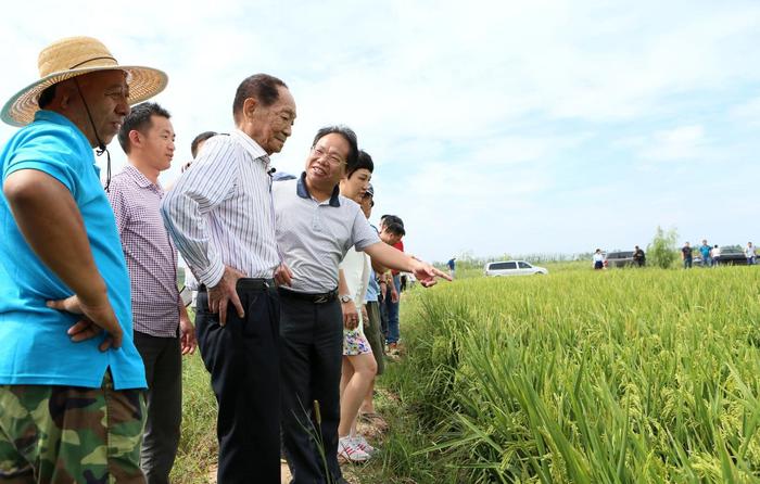 “水稻之父”袁隆平试种的“海水稻”亩产将达300-500公斤