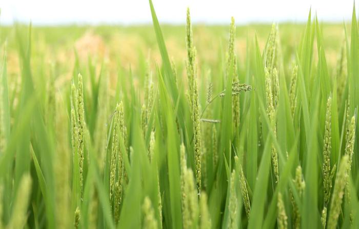 “水稻之父”袁隆平试种的“海水稻”亩产将达300-500公斤