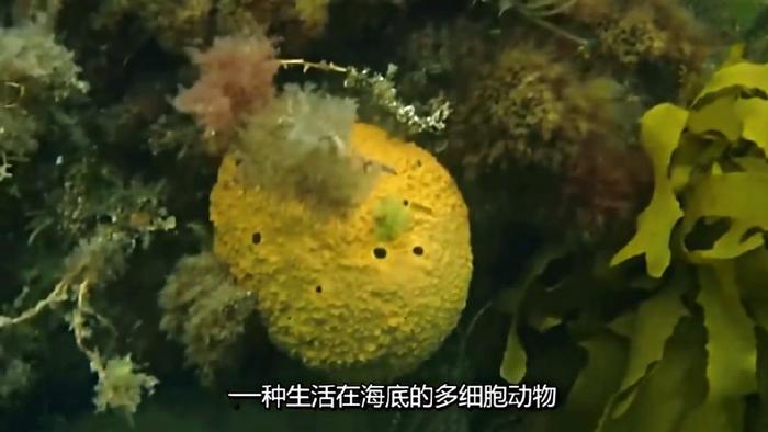 海绵宝宝中原型揭秘，竟然都是海洋生物，而海绵宝宝竟是动物？