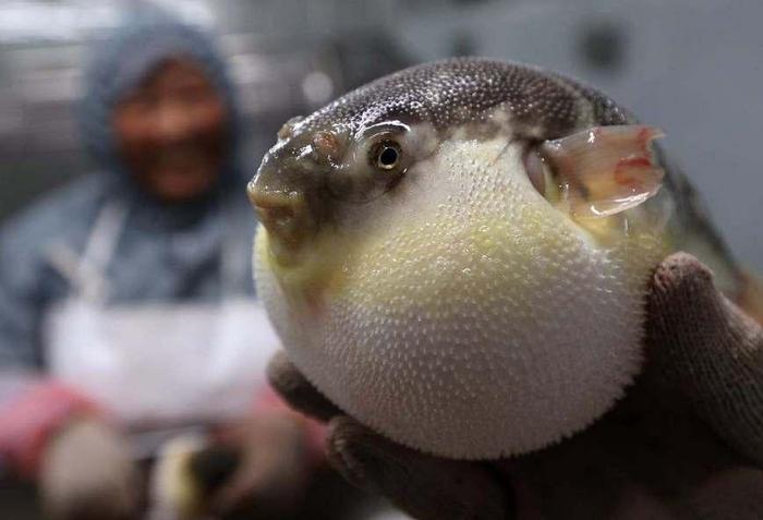 海绵宝宝中原型揭秘，竟然都是海洋生物，而海绵宝宝竟是动物？