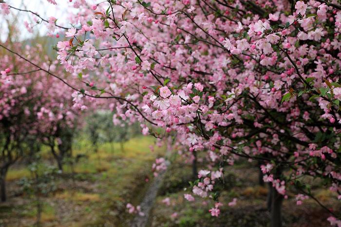 宁波有个海棠花村，很少人知道，春光烂漫好踏春