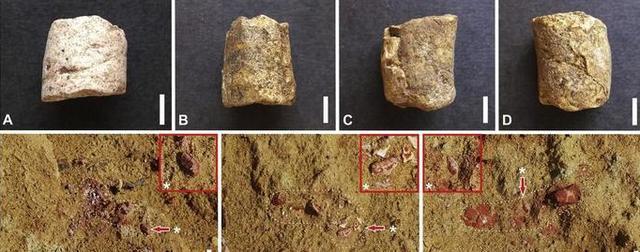 一坨2.5亿年前的屎, 不小心暴露了这些吃货的秘密