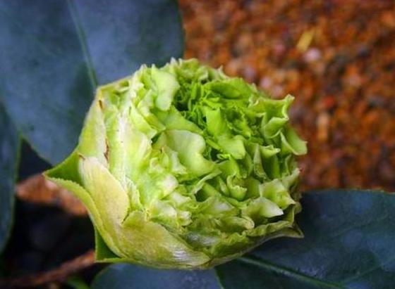 茶花中珍稀品种，花开绿色，花期长3个月，国内十分少见