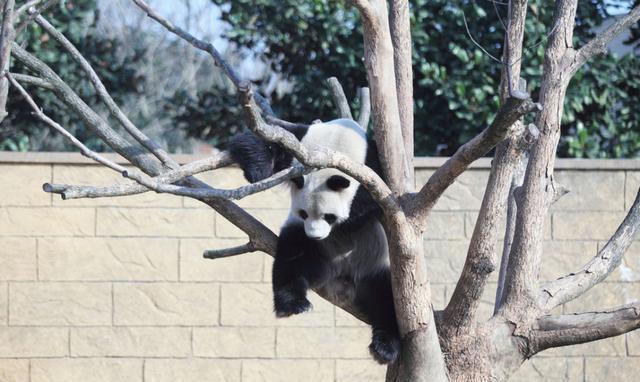 浙江杭州“功夫熊猫”上树睡觉, 各种可爱睡姿萌翻全场
