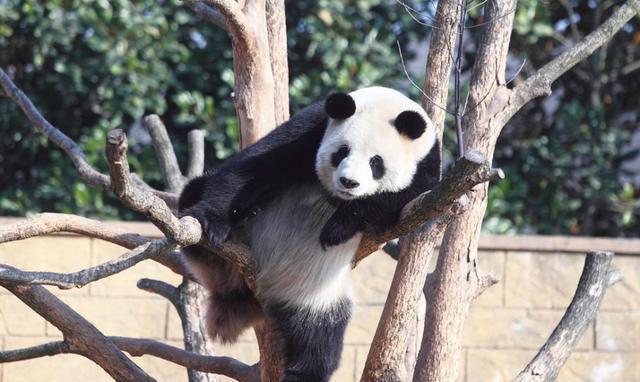 浙江杭州“功夫熊猫”上树睡觉, 各种可爱睡姿萌翻全场
