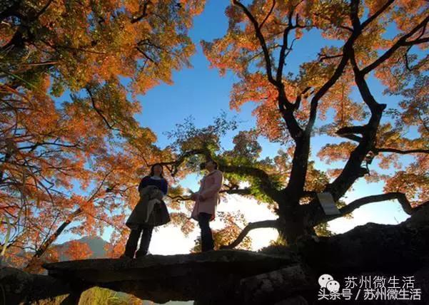 江浙沪最著名的6条绝美古道，走下来的都被美景征服了！