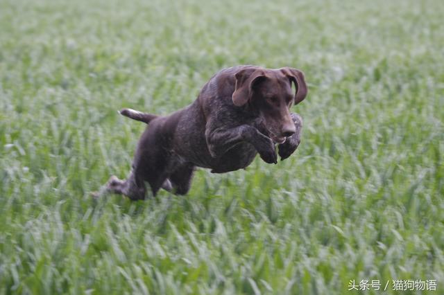 猎手们最喜爱的犬种之一：波音达猎犬