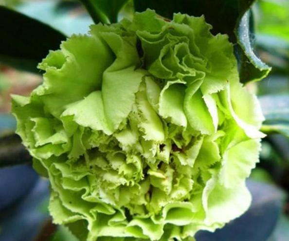 茶花中珍稀品种，花开绿色，花期长3个月，国内十分少见