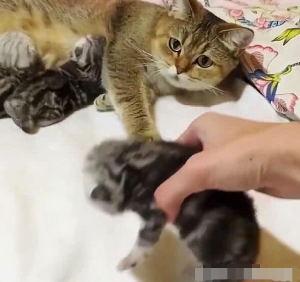 猫妈妈邀请主人摸自己的小猫崽，网友：果然是别人家的猫！