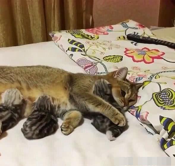 猫妈妈邀请主人摸自己的小猫崽，网友：果然是别人家的猫！