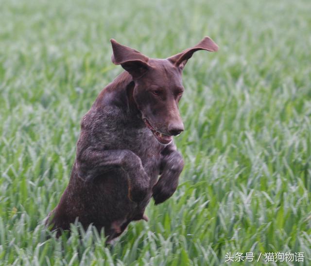 猎手们最喜爱的犬种之一：波音达猎犬