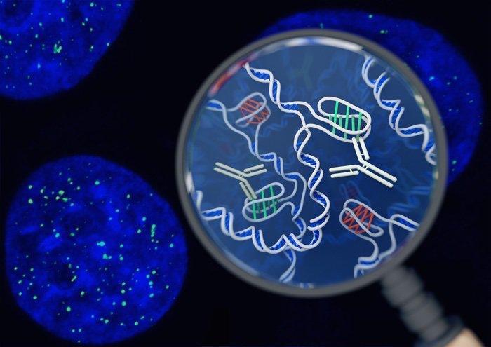 科学家首次在活细胞中发现新型DNA结构，遗传学重大突破！