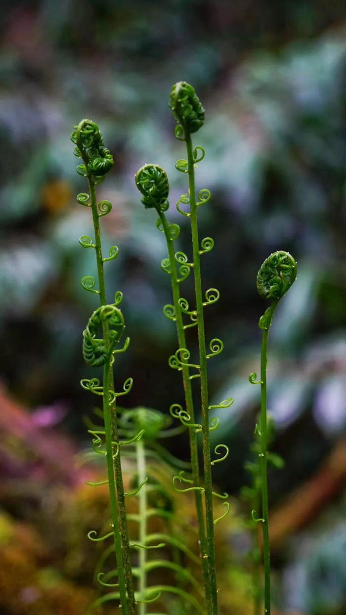 这是一份来自林芝的“封神”植物图鉴