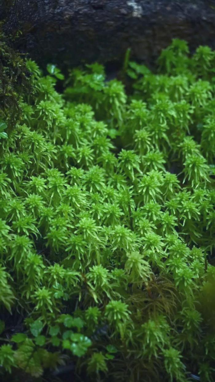 这是一份来自林芝的“封神”植物图鉴