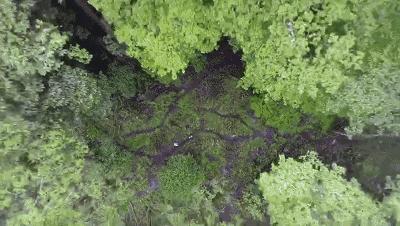 这是一份来自林芝的“封神”植物图鉴