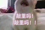 敲里吗表情包!真正的小仙女连骂人都要卖萌