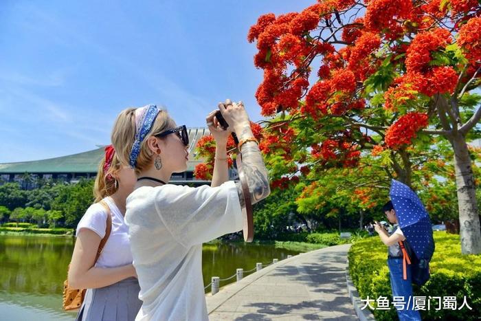 没了凤凰花的厦门大学毕业季, 最美校园成火爆景点